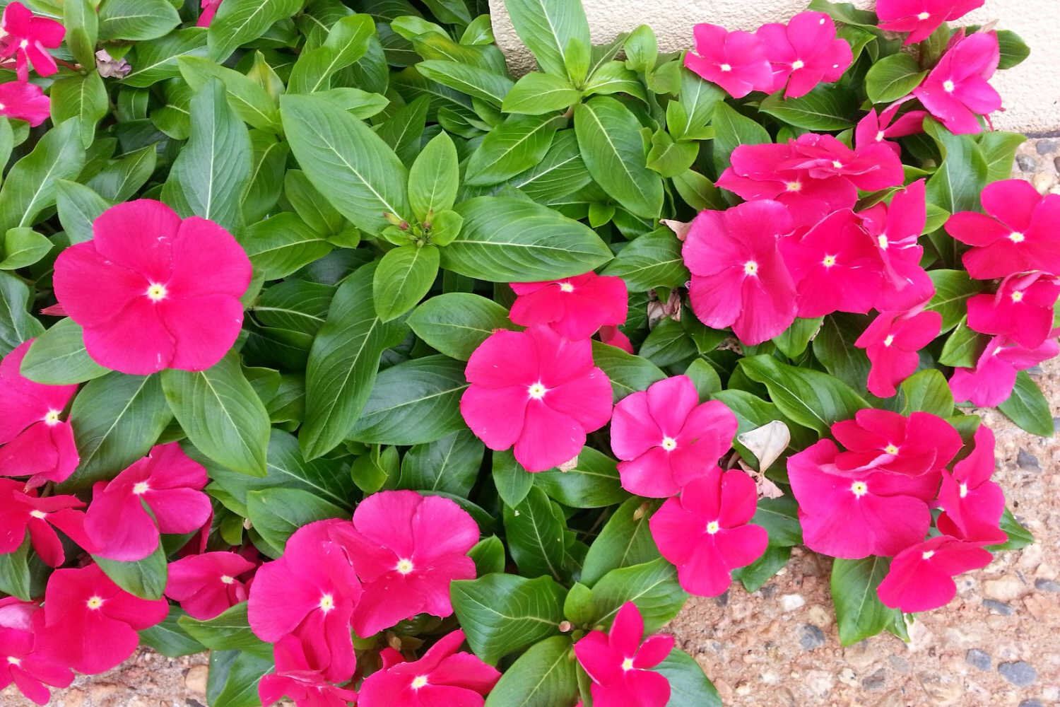 The Ketogenic Diet Explained